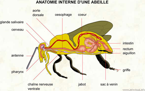 Anatomie interne d'une abeille (Dictionnaire Visuel)
